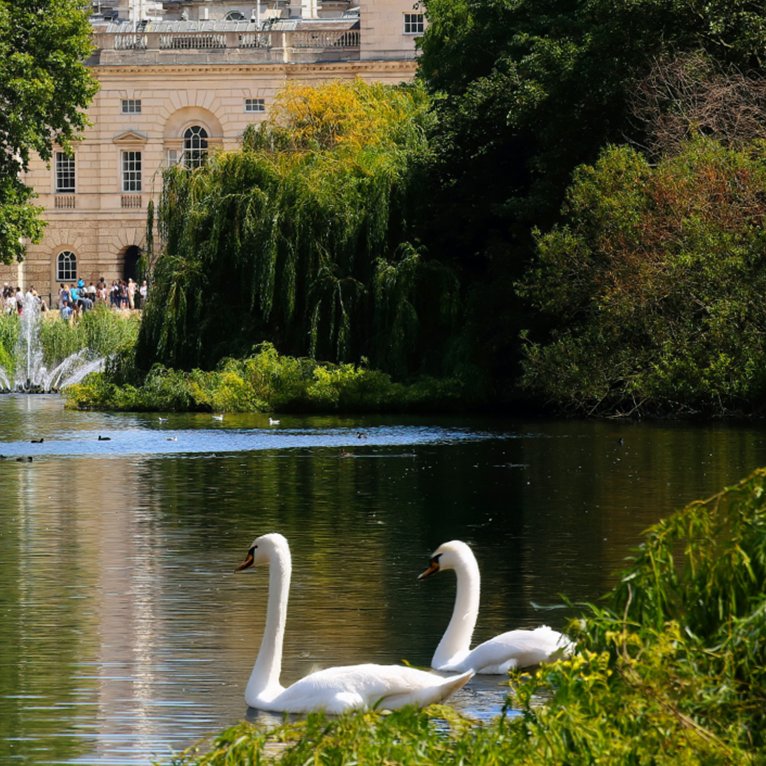hyde-park-swans